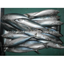 Whole Round Frozen Seafood Fish Frozen Mackerel for Market (Scomber japonicus)